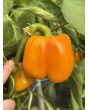 Bell Pepper 'Golden California Wonder' Seeds (Certified Organic) 
