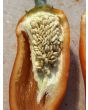 Hot Pepper 'Rattlesnake' Seeds (Certified Organic)