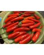 Hot Pepper ‘Serrano’ Seeds (Certified Organic) 