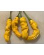 Hot Pepper ‘Yellow Peter’ Seeds (Certified Organic)
