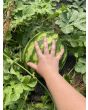 Watermelon 'Crimson Sweet'