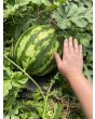 Watermelon 'Crimson Sweet'