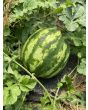 Watermelon 'Crimson Sweet'
