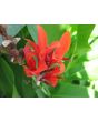 Canna 'Indian Shot'