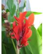 Canna 'Indian Shot'