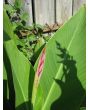 Canna 'Indian Shot'