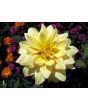 Dahlia, Mixed Colors