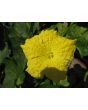 Gourd 'Sponge Luffa'