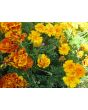 Marigold 'French Dwarf Double Mix'