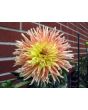 Dahlia, Mixed Colors