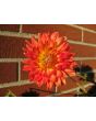 Dahlia, Mixed Colors