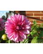 Dahlia, Mixed Colors