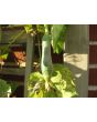 Gourd 'Sponge Luffa'