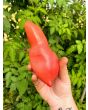 Tomato 'Pink Fang' Seeds (Certified Organic)