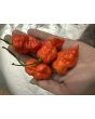 Hot Pepper 'Death Spiral' Seeds (Certified Organic)