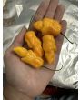 Hot Pepper 'Golden Slimer' Seeds (Certified Organic)