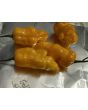 Hot Pepper 'Golden Slimer' Seeds (Certified Organic)