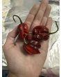 Hot Pepper 'Purple Reaper' Seeds (Certified Organic)