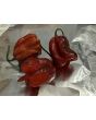 Hot Pepper 'Purple Reaper' Seeds (Certified Organic)