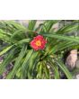Daylily Mix Seeds