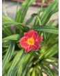 Daylily Mix Seeds