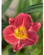 Daylily Mix Seeds