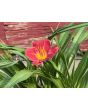 Daylily Mix Seeds