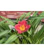 Daylily Mix Seeds