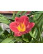 Daylily Mix Seeds