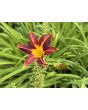 Daylily Mix Seeds