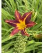 Daylily Mix Seeds