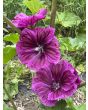 Mallow/French Hollyhock 'Brave Heart' Seeds
