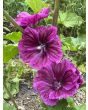 Mallow/French Hollyhock 'Brave Heart' Seeds