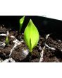 Canna 'Indian Shot'