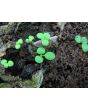 Petunia, Purple and White Striped Seeds (Certified Organic)