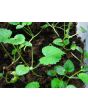 Hollyhock ‘Single Mix’ 