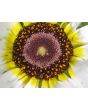 Tricolor Daisy Mixed Color