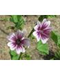 Mallow/French Hollyhock 'Zebrina'