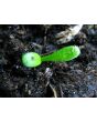 Sea Thrift 'Alba' Seeds (Certified Organic)