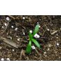 Sea Thrift 'Alba' Seeds (Certified Organic)