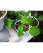 Lavender Hyssop 'Blue Licorice'