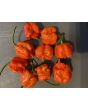 Hot Pepper ‘Carolina Reaper' 