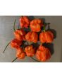 Hot Pepper ‘Carolina Reaper' 