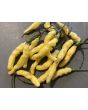 Hot Pepper ‘Aribibi Gusano' AKA 'Caterpillar Pepper' Seeds (Certified Organic)