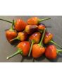 Hot Ornamental Pepper 'Pyramid' 