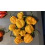 Hot Pepper ‘Scotch Bonnet MOA Yellow’ Seeds (Certified Organic)