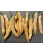 Hot Pepper ‘Dedo De Moca Peach' Seeds (Certified Organic)