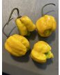 Hot Pepper ‘Yellow Scorpion x Reaper' Seeds (Certified Organic)
