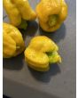 Hot Pepper ‘Yellow Scorpion x Reaper' Seeds (Certified Organic)