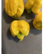 Hot Pepper ‘Yellow Scorpion x Reaper' Seeds (Certified Organic)